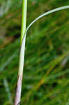 Jointed flatsedge